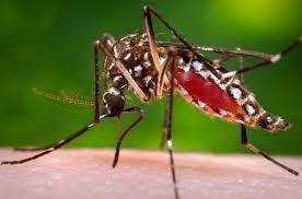 Pakistan - Nessun caso di dengue in Punjab