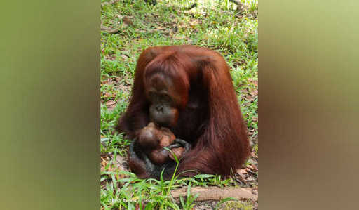100e bébé orang-outan né à Lamandau, Kalimantan central