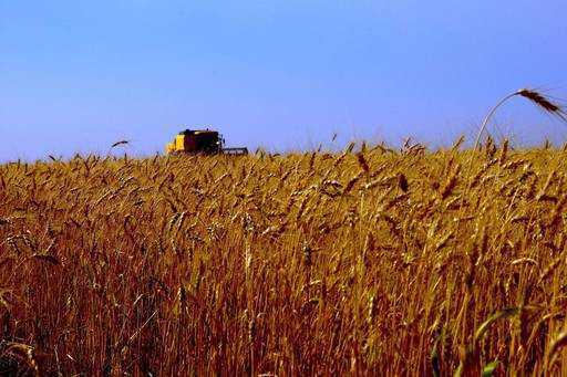 Pšenica gre za krmo in dviguje cene za potrošnike