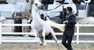 Шесть лошадей коронованы на чемпионате арабо-египетских лошадей