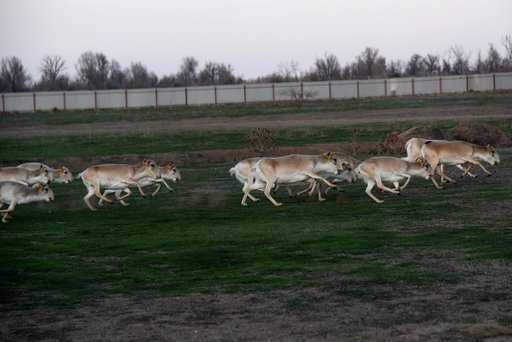 Russia - In the Astrakhan region, the population of red-listed saigas increased by 5 times