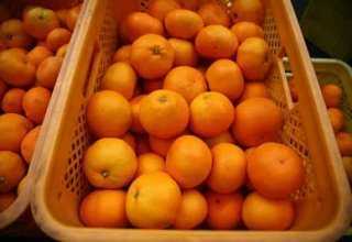 От Аджария са изнесени 38 хиляди тона цитрусови плодове