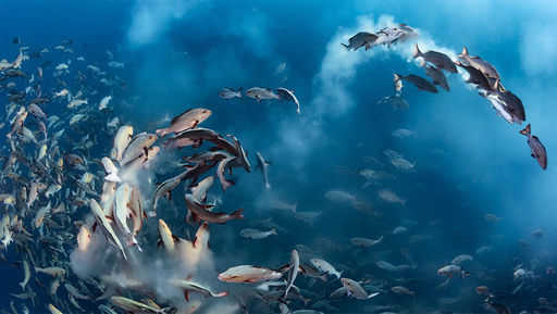 American ichthyologists have found out how many fish communicate with sounds