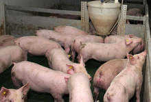 Blagoevgrad bölgesinde Afrika domuz vebası salgını tespit edildi