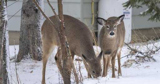 Канада (bbabo.net) - Град Longueuil, Que., казва, че отлага плановете си за унищожаване на стада от елени в парка Michel Chartrand до есента, за да може да убие повече от пренаселените видове.