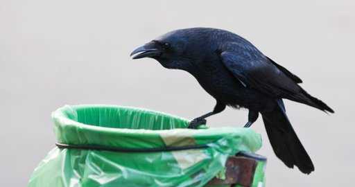 Канада: вороны обучены убирать окурки на улицах Швеции