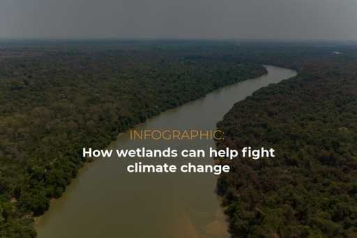 Infográfico: Como as zonas húmidas podem ajudar a combater as alterações climáticas