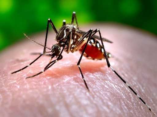 Paquistão - Mais um caso de dengue relatado em Punjab