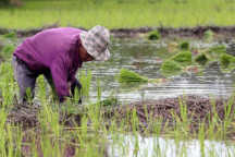 تم تحديد هدف تصدير الأرز عند 7 ملايين طن