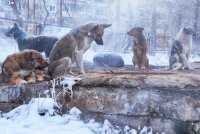 Rosja - Sąd nakazał władzom Sewastopola utworzenie schroniska dla zwierząt