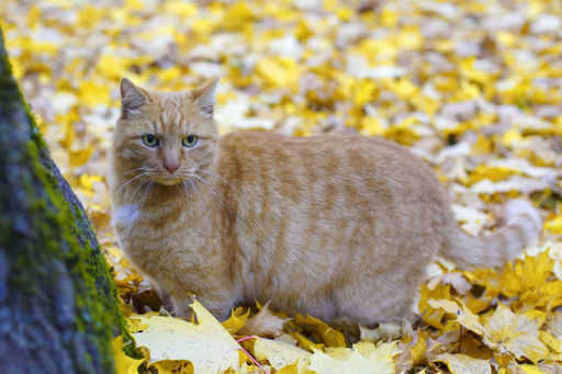 مات القط أوسيا الشهير من متحف آنا أخماتوفا في سانت بطرسبرغ