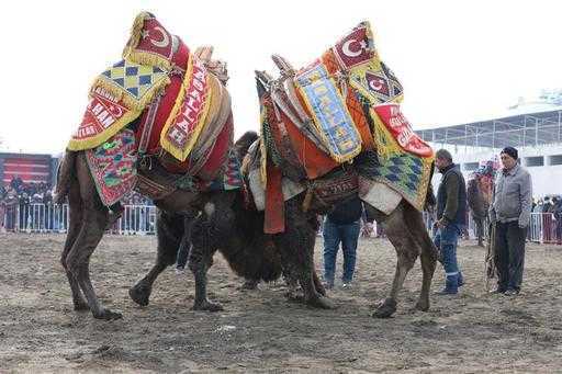 Minlərlə insan Aralıq dənizi qəsəbəsində dəvə güləşini görmək üçün toplaşır