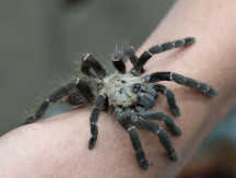 Јапан - Нова врста тарантуле пронађена у Таку