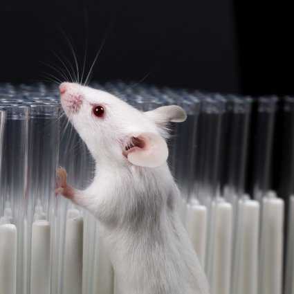 Омикрон мог перейти от мышей к людям, говорят китайские ученые