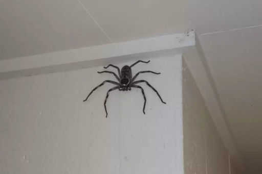 Australien à l'abri dans la maison d'une énorme araignée de la rue