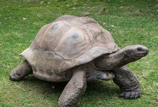 Księga Rekordów Guinnessa nazwała najstarszego żółwia na świecie