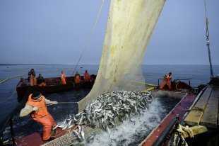 Русия – Защо сезонът за риболов на сьомга в Далекоизточния федерален окръг отново е застрашен