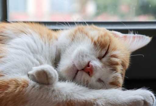 Forskare förklarar varför katter sover så mycket