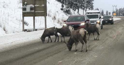 Канада. Жители Радиевых горячих источников митингуют, чтобы спасти снежных баранов от гибели на шоссе.