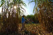 TSMC strebt höhere Preise für Zuckerrohr an