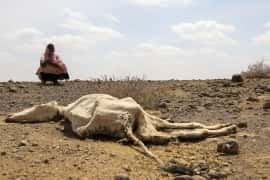 ZN: 13 milijonov ljudi se sooča z lakoto na Afriškem rogu, ko se suša poslabša