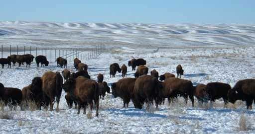 Parks Canada flyttar 40 plains bison till Key First Nation Treaty 4