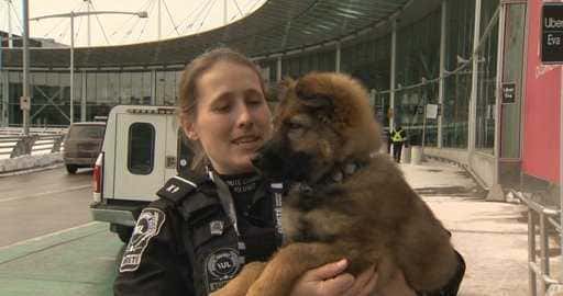 Canadá - 'Sonic' aprendendo as regras da patrulha canina no aeroporto Trudeau de Montreal