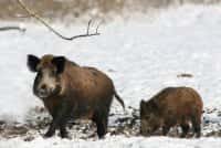 Russland - Eine Herde Wildschweine besuchte ein Feriendorf in der Region Leningrad