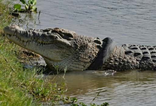 Krokodíl zachránený v Indonézii po 5 rokoch plávania s motocyklovou pneumatikou