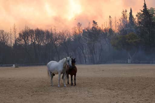 Invånare i byn Khabarovsk uppmanas att plocka upp övergivna hästar som dör av hunger från flocken
