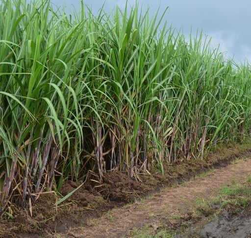 Pakistan – Rolnicy zachęcani do uprawy trzciny cukrowej