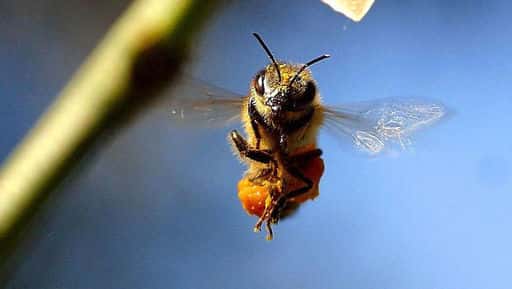 Roban 60.000 abejas de sede de cadena de supermercados