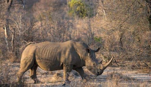 Povečanje lova na nosoroge, ko Južna Afrika lajša zajezitev virusa