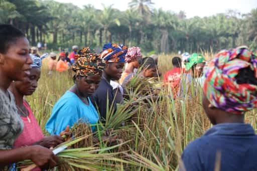 V močiaroch Sierry Leone majú farmárky zisky a mier