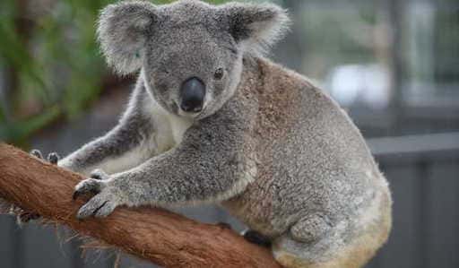 Australia declara que los koalas son una especie en peligro de extinción OMS: La fase aguda de la pandemia...