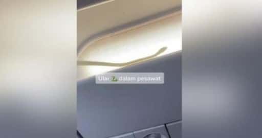 Змеи в самолете 2? Рейс AirAsia отклонили из-за того, что на борту заметили змею