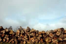 Avskogningen i Brasiliens Amazonas slår nytt rekord i januari