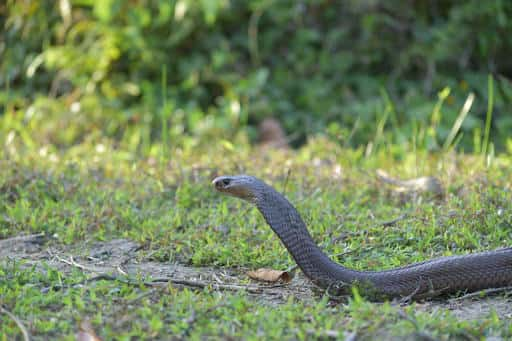 Cobras acordam: homem picado em Rishon Lezion em estado grave