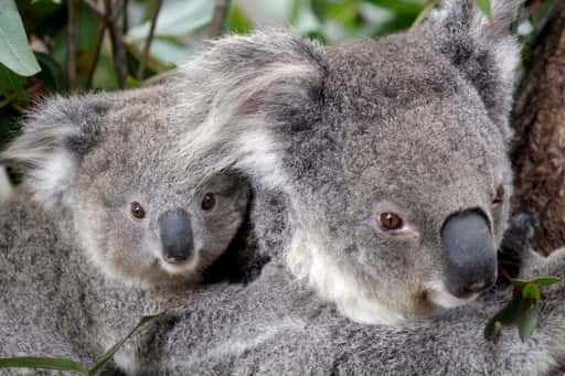 Koalalar: Sadece 10 yılda savunmasız durumdan nesli tükenmekte olana