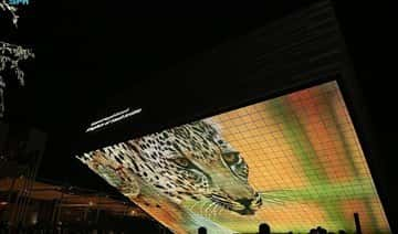 Arabia Saudita - El pabellón saudí muestra una película sobre el leopardo árabe en Dubai Expo 2020