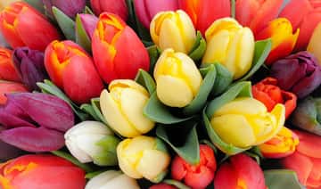 India varuje, že kryptomeny sú nové tulipány; Keňa váži digitálnu menu: Kryptomeny sa pohybujú