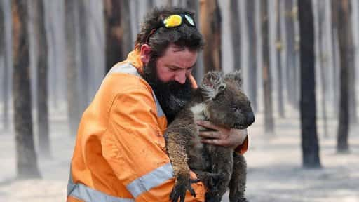 I koala sono ora ufficialmente in pericolo: il governo australiano fornirà altri 50 milioni di dollari per proteggerli