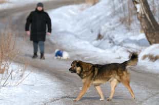 Rusland - Het kantoor van de burgemeester van Orenburg gaf commentaar op de aanval van honden op een schoolmeisje