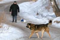 Russland - In Orenburg eröffneten Beamte ein Verfahren wegen des Angriffs von Hunden auf ein Kind