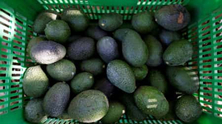 De Verenigde Staten zijn gestopt met het importeren van avocado's uit Mexico vanwege een bedreiging voor een inspecteur