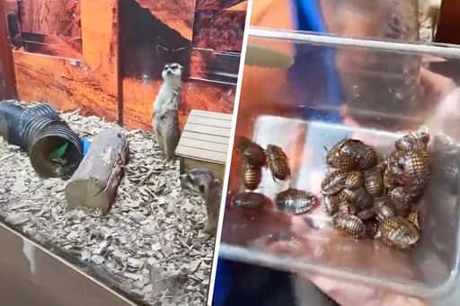 In Jekaterinenburg werden voormalige kakkerlakken levend gevoerd aan surricaten