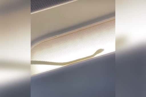 L'aereo effettua un atterraggio di emergenza dopo che il serpente è salito a bordo