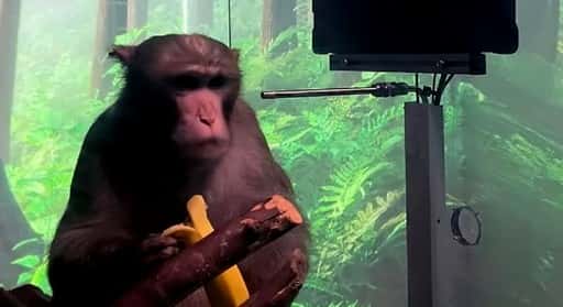 Klacht: 15 van de 23 Neuralink-apen stierven in doodsangst