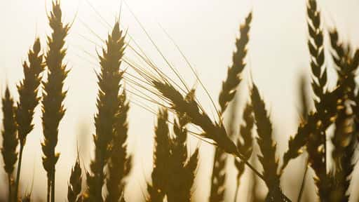 Russian scientists create edited wheat for the first time