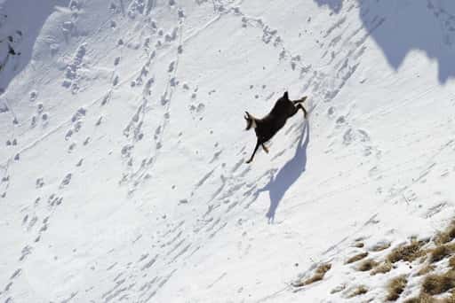 روسيا - كيف تعيش الحيوانات في الشتاء في جبال محمية المحيط الحيوي القوقازية